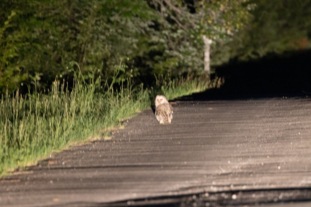 Barred Owl - ML467427871