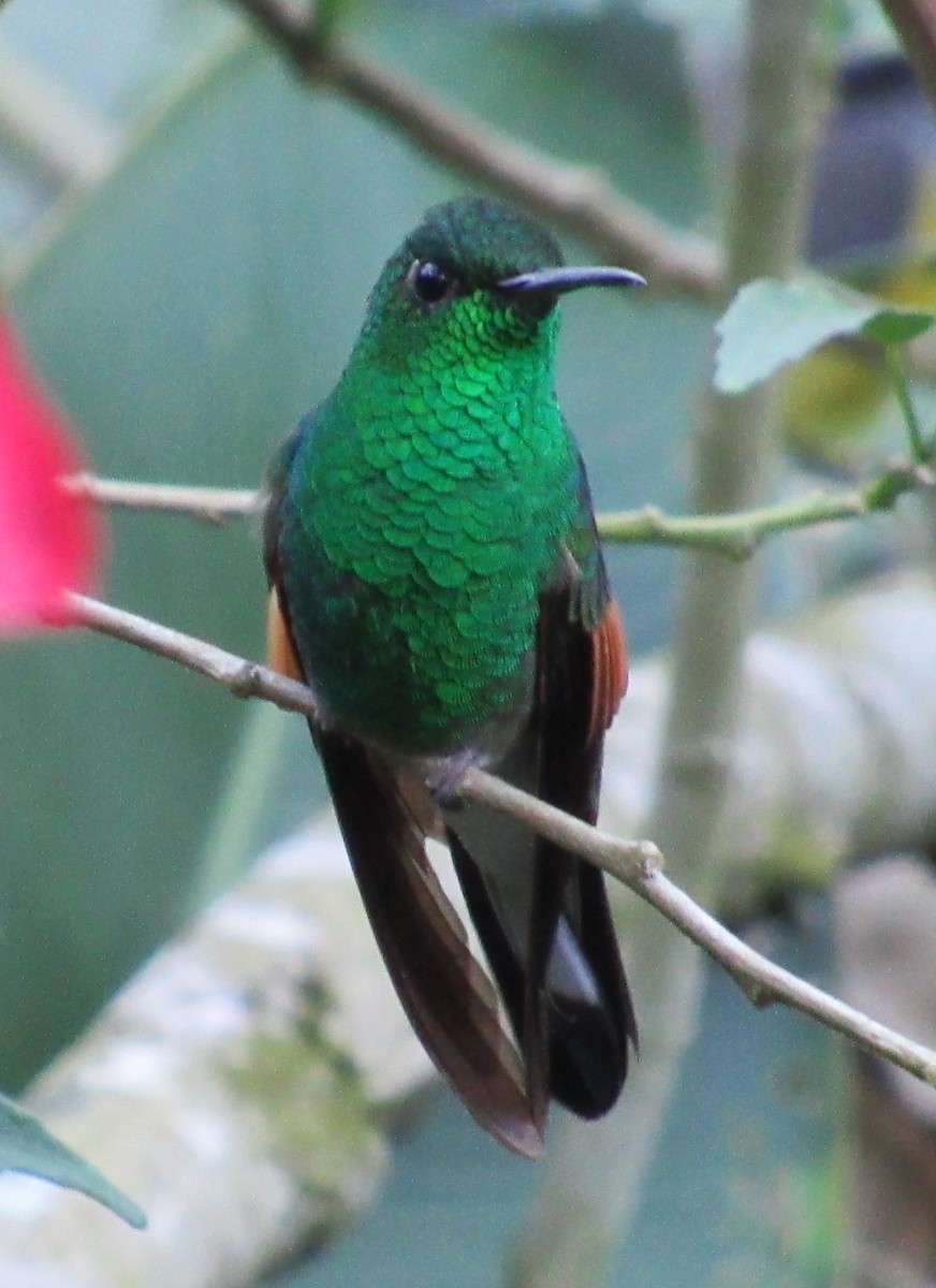 stripestjertkolibri - ML467429731