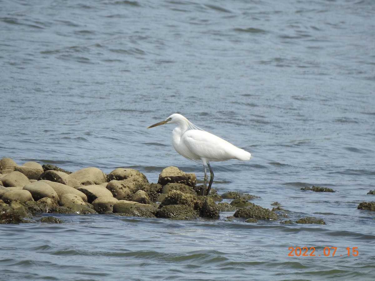 Chinese Egret - 撥鼠 土