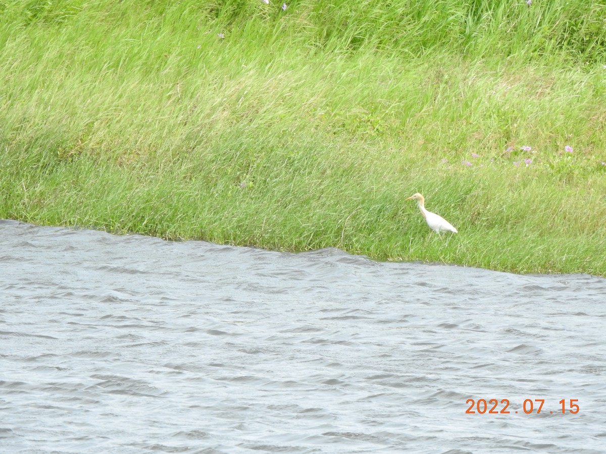 Eastern Cattle Egret - 撥鼠 土