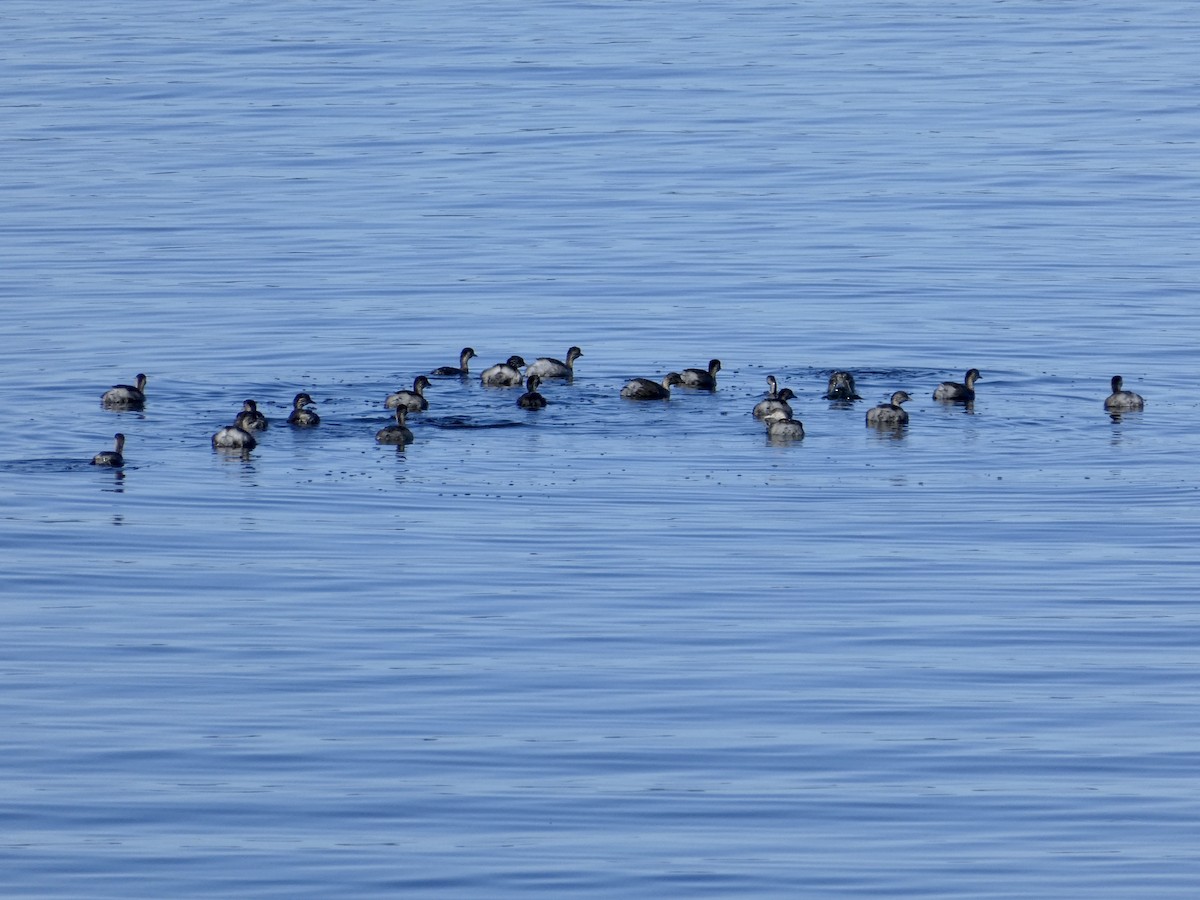 Hoary-headed Grebe - ML467432951