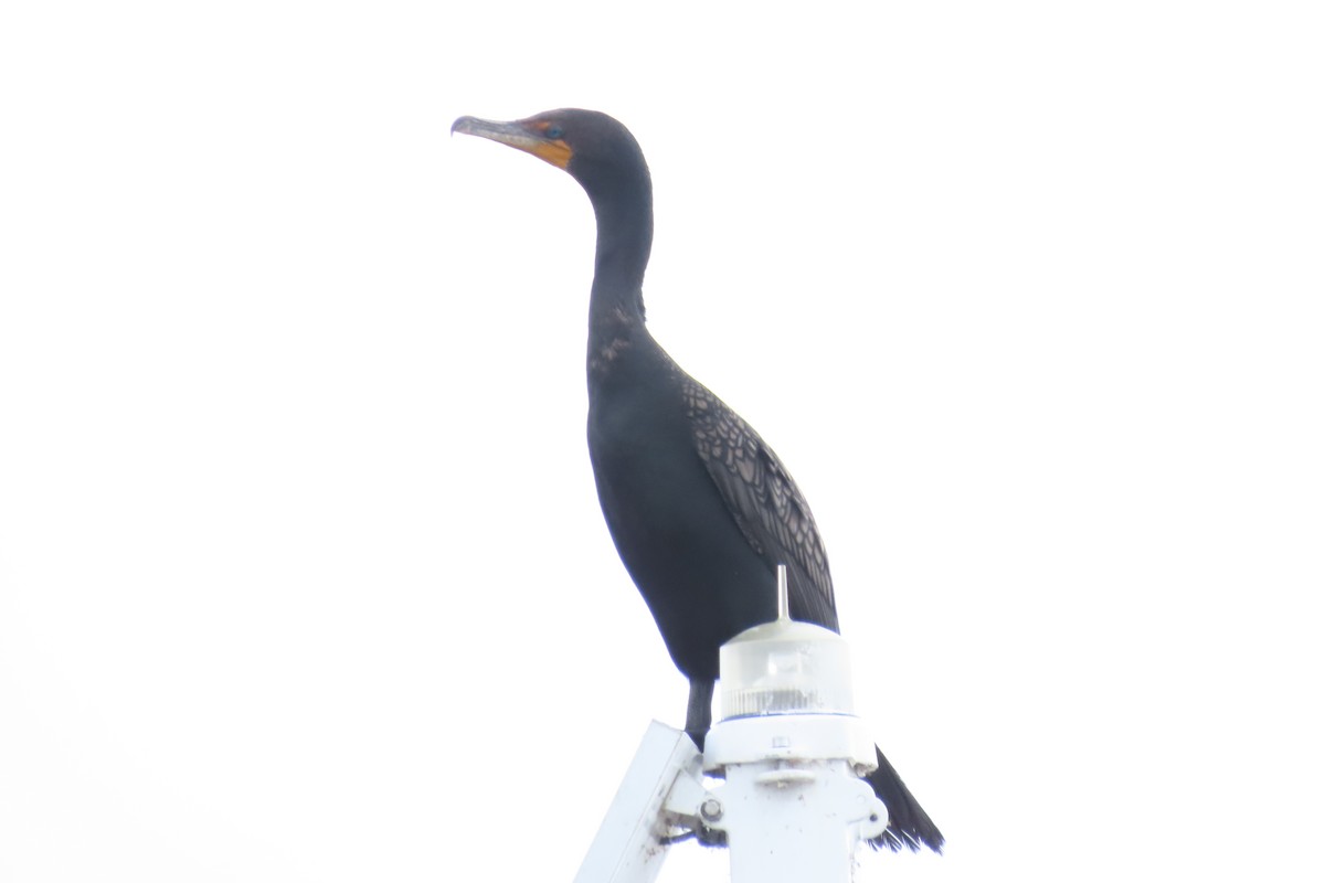 Double-crested Cormorant - ML467433211