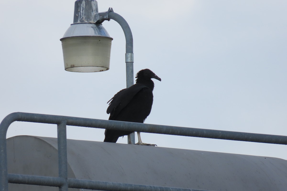 Black Vulture - ML467433221