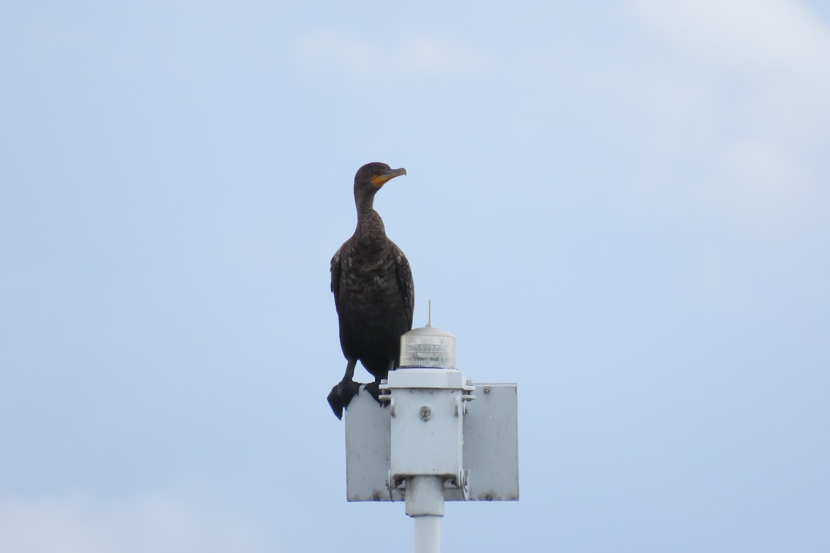 Double-crested Cormorant - ML467433231