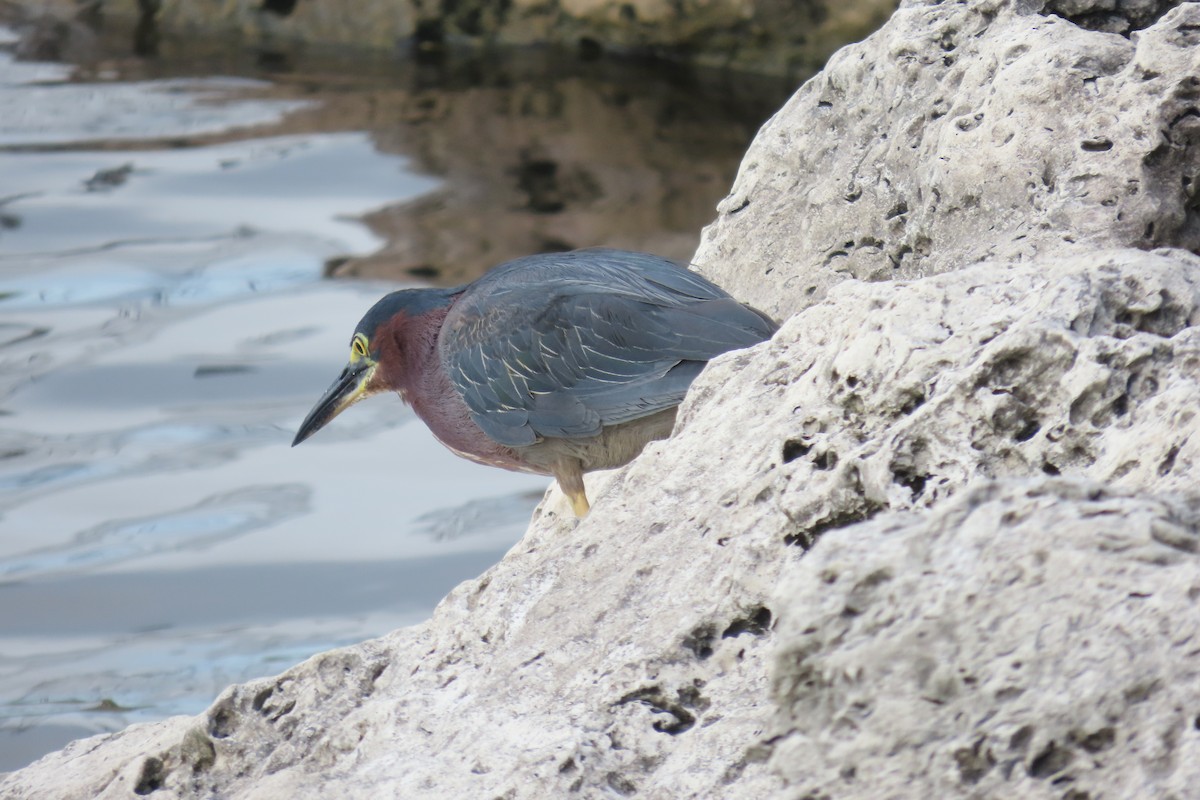 Green Heron - ML467433261