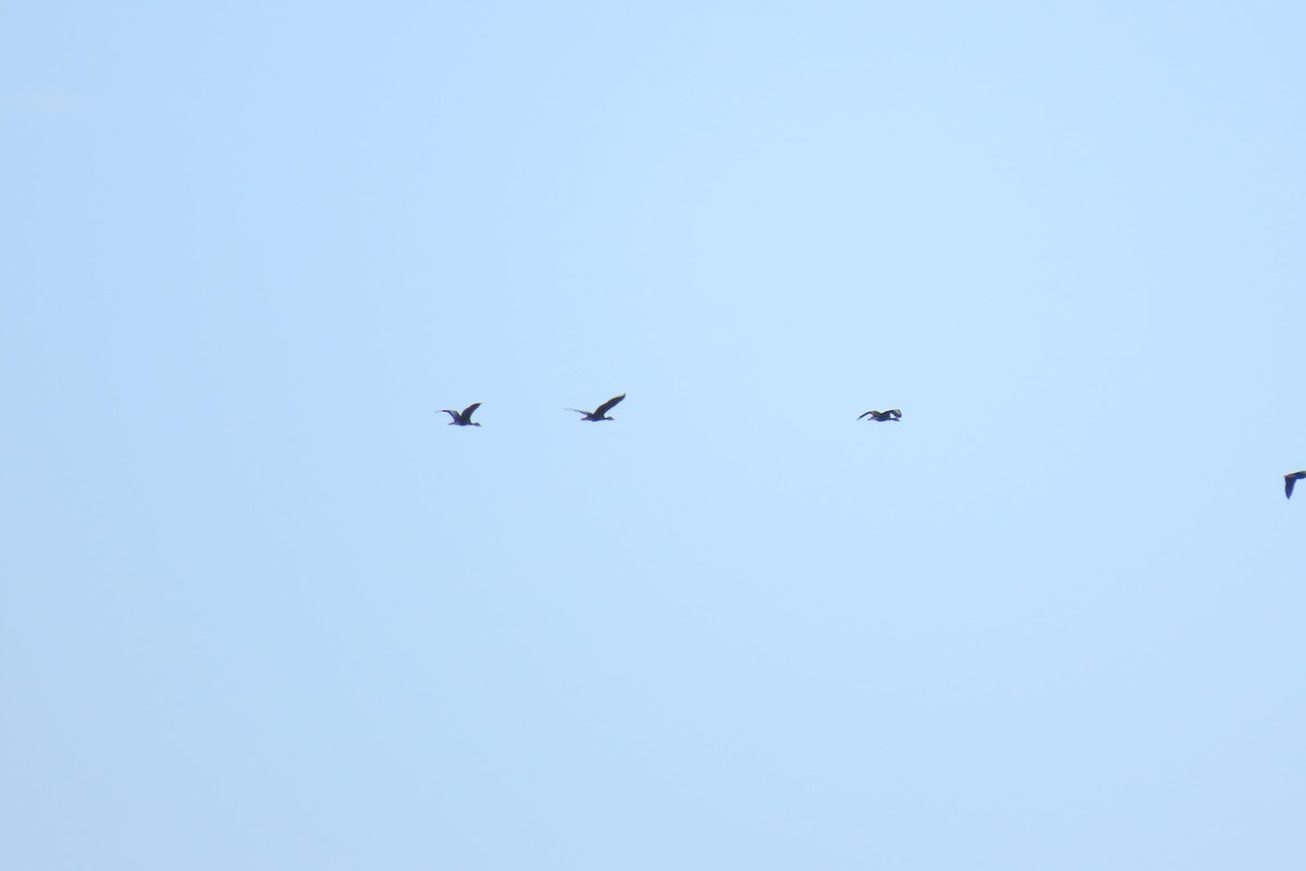 Black-bellied Whistling-Duck - ML467433281
