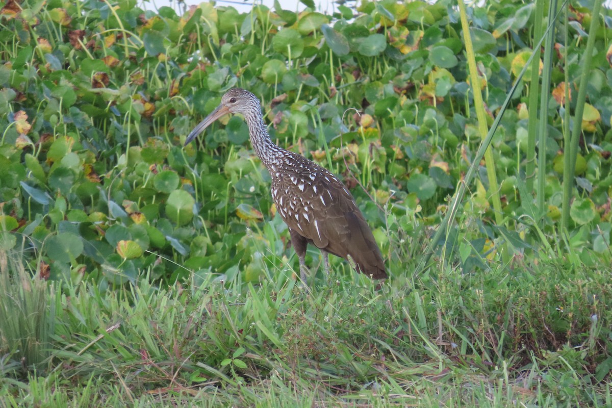 Limpkin - ML467433301