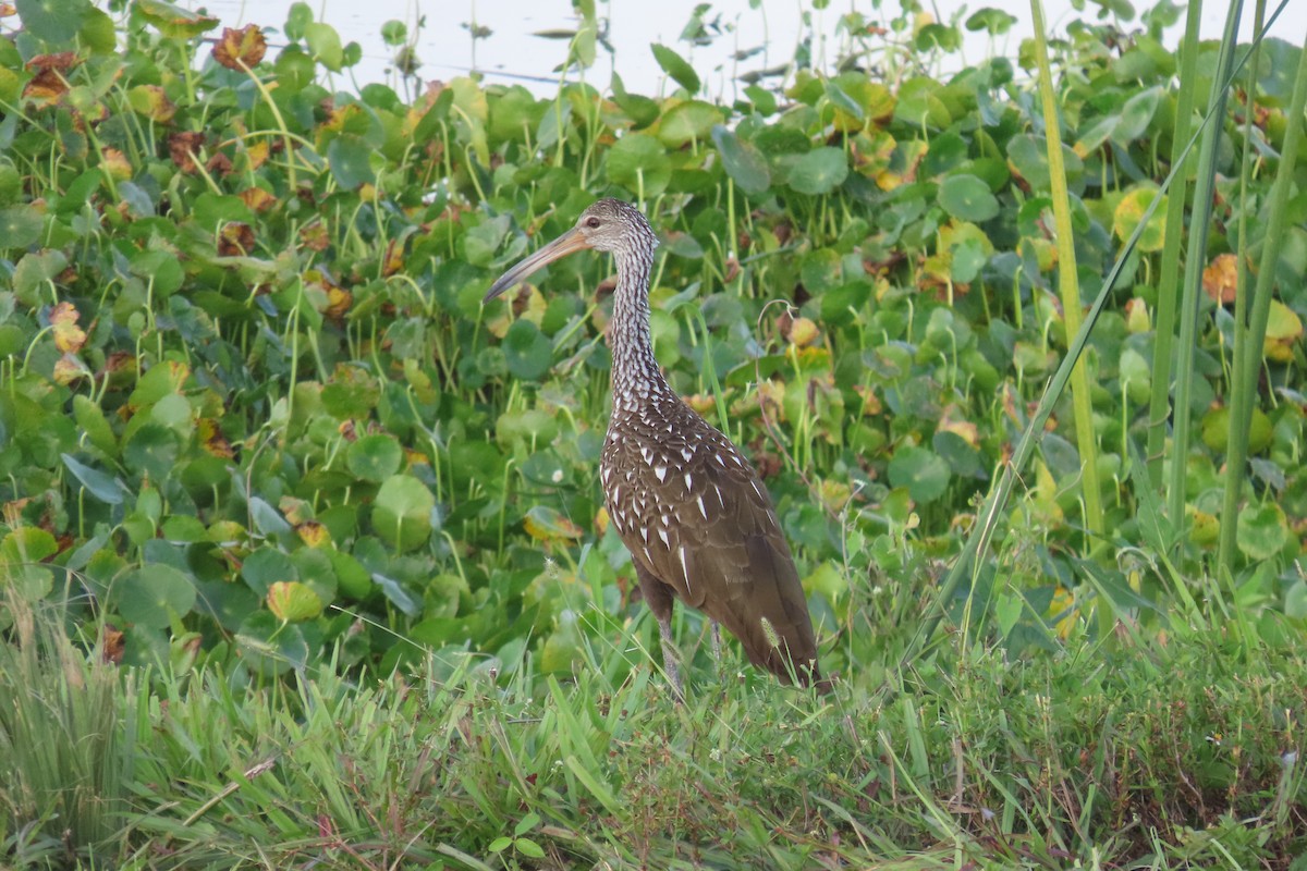 Limpkin - ML467433311