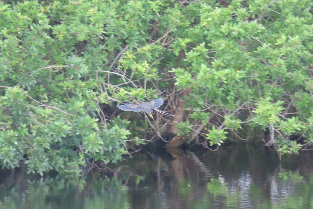 Green Heron - ML467433331