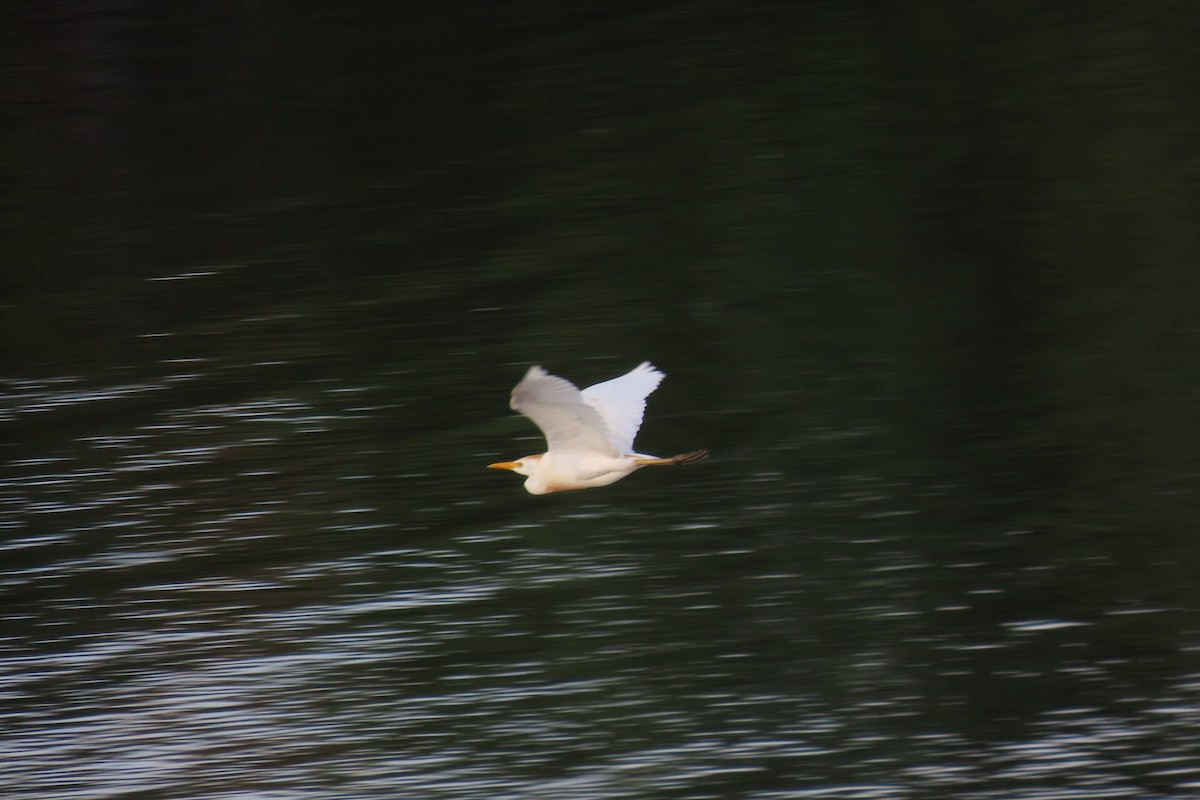 Western Cattle-Egret - ML467433351