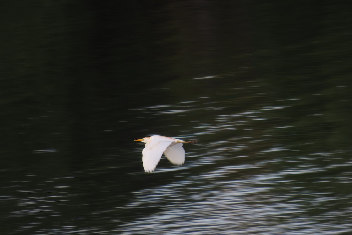 Western Cattle-Egret - ML467433361