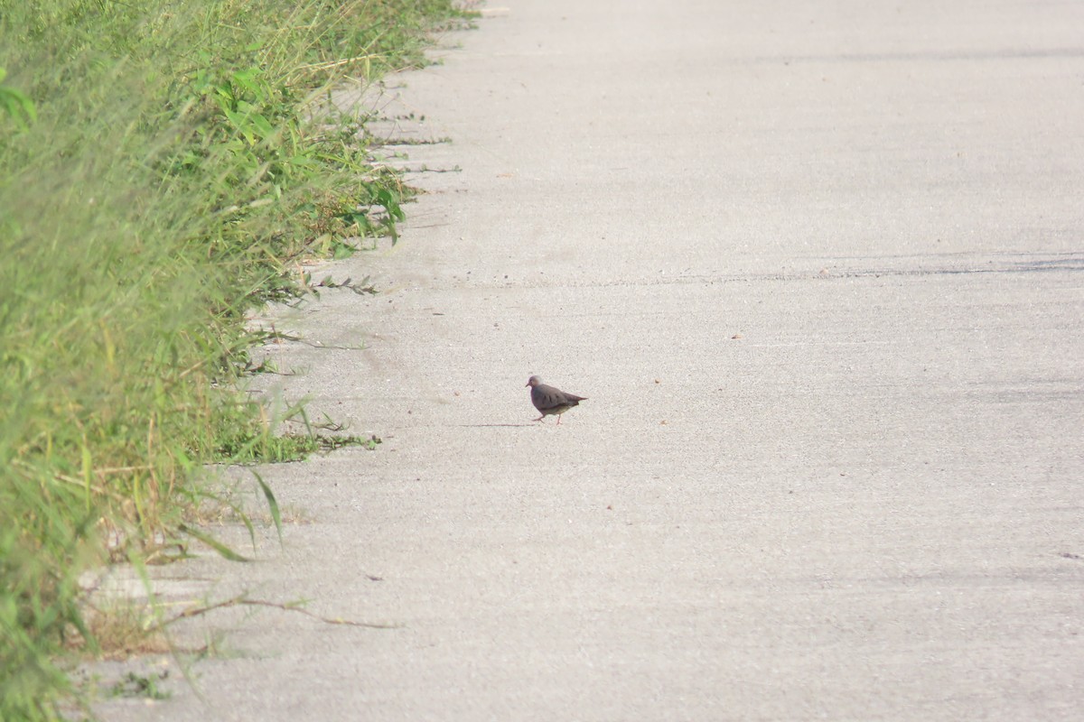 Common Ground Dove - ML467433401