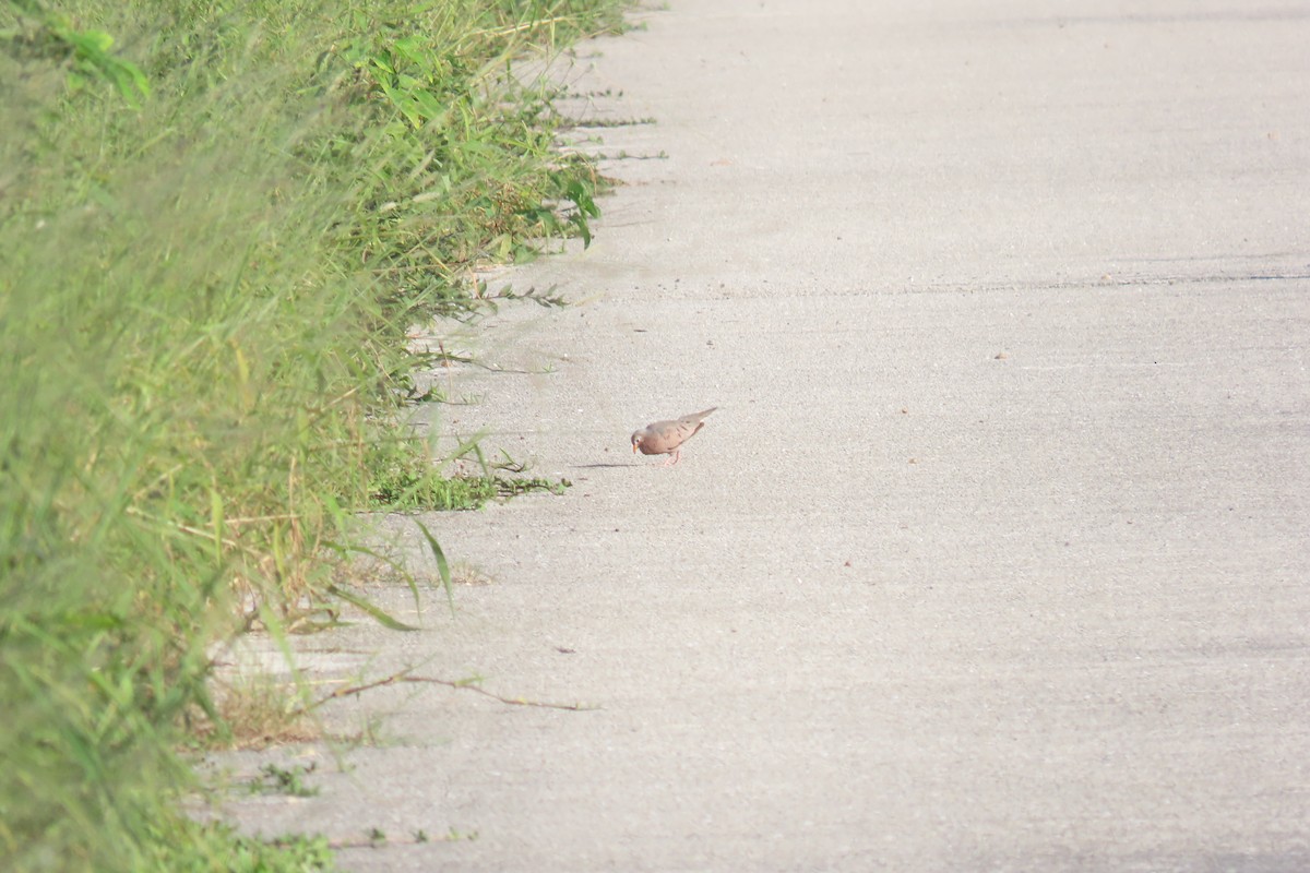 Common Ground Dove - ML467433411