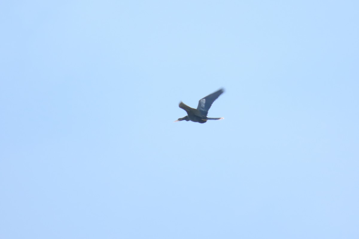 Anhinga - ML467433421