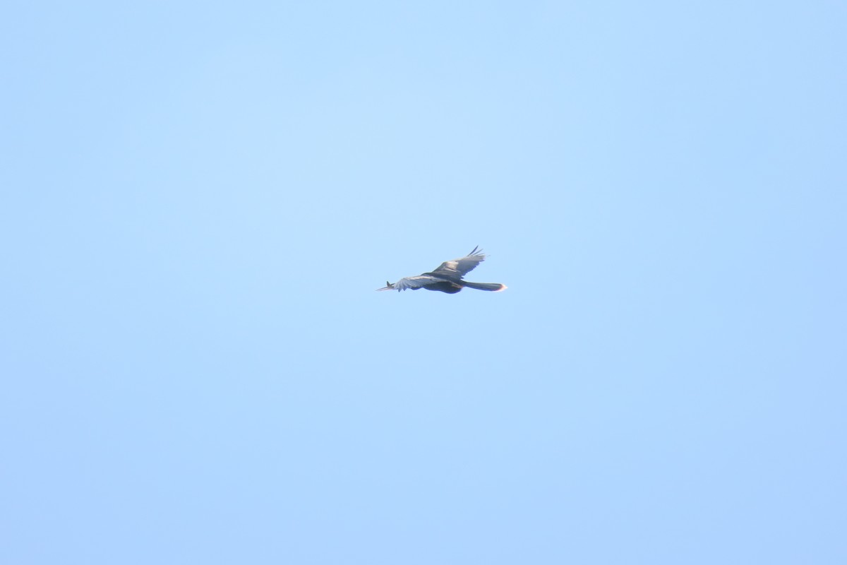 Anhinga - ML467433431