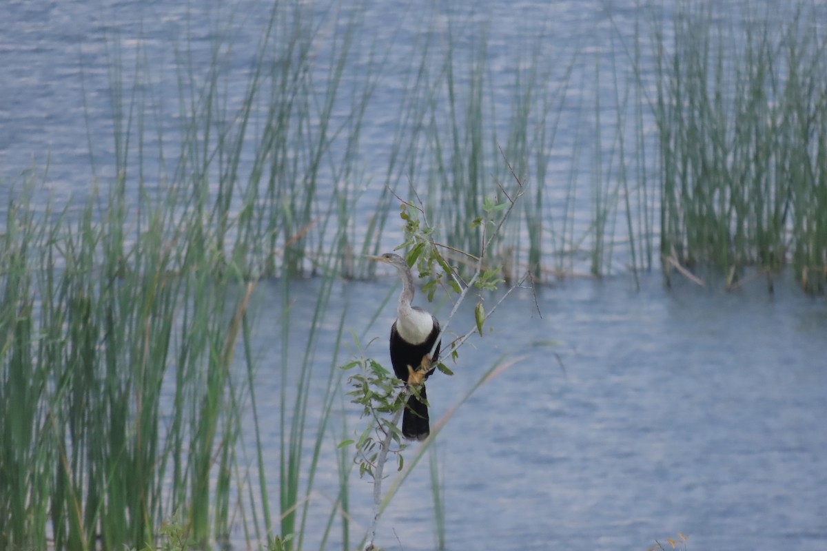 Anhinga - ML467433451