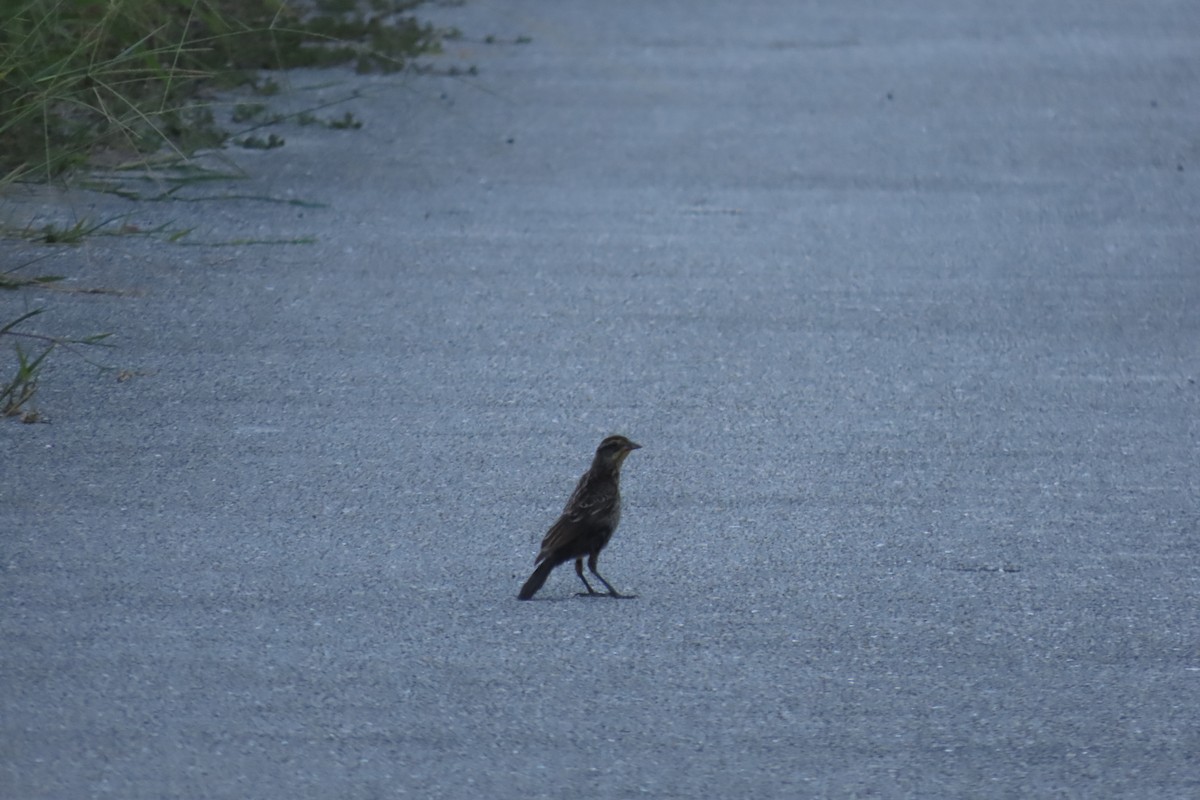 Red-winged Blackbird - ML467433491
