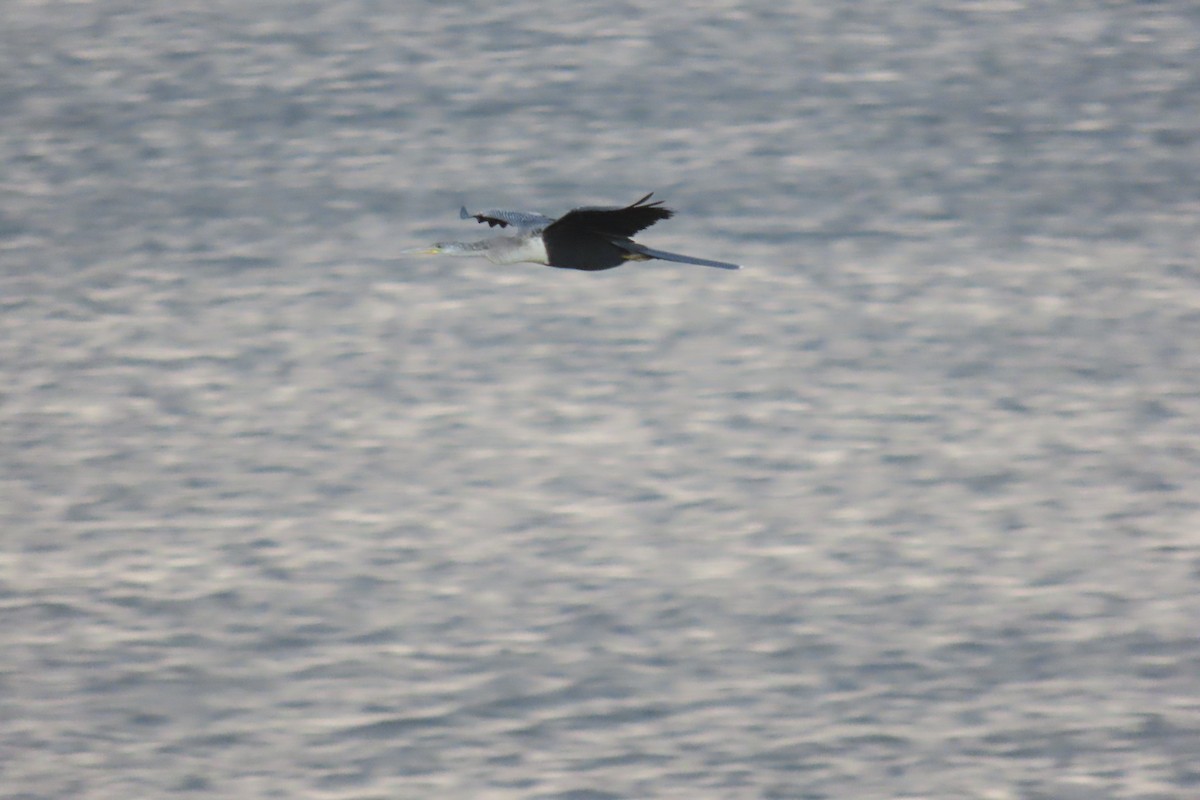 Anhinga - ML467433541