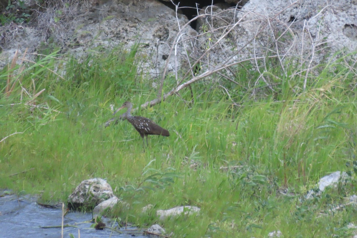 Limpkin - ML467433561