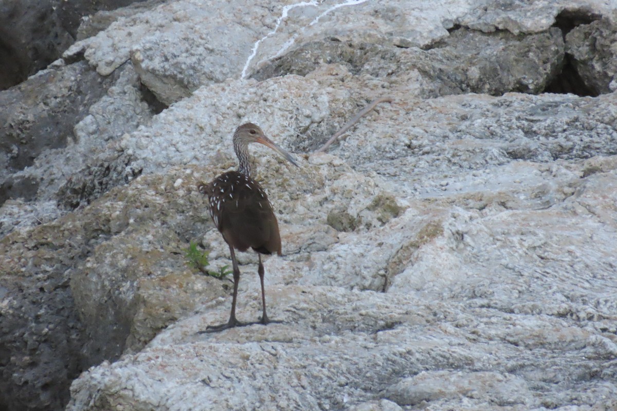 Limpkin - ML467433571