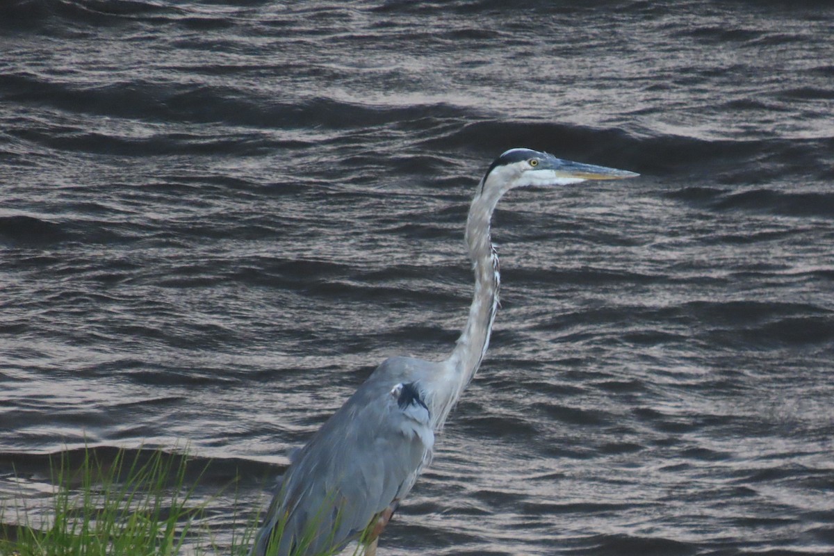 Great Blue Heron - ML467433591
