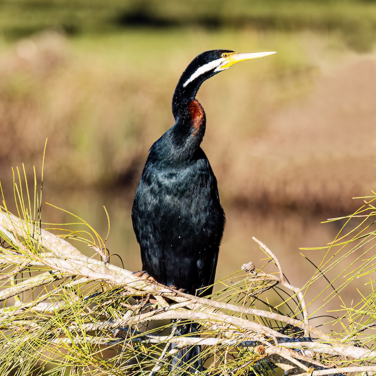 Austral-Schlangenhalsvogel - ML467433901