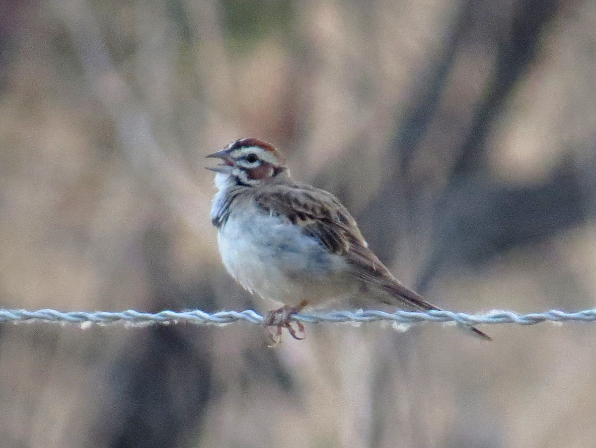 Lark Sparrow - Sergey Pavlov