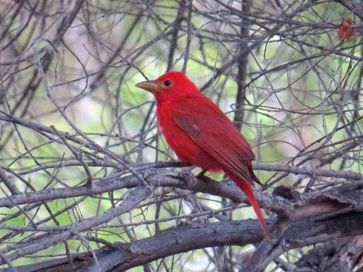 Summer Tanager - ML467438031