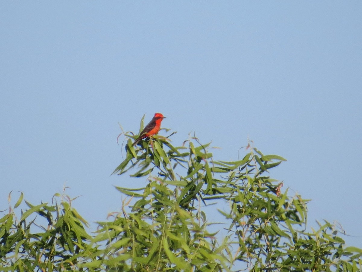 Vermilion Flycatcher - ML467438041