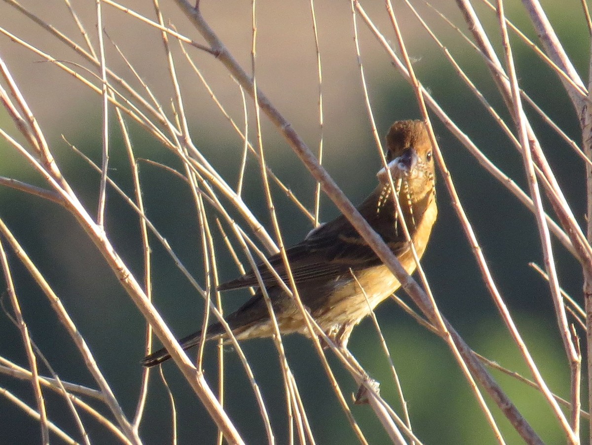 Blue Grosbeak - ML467438051