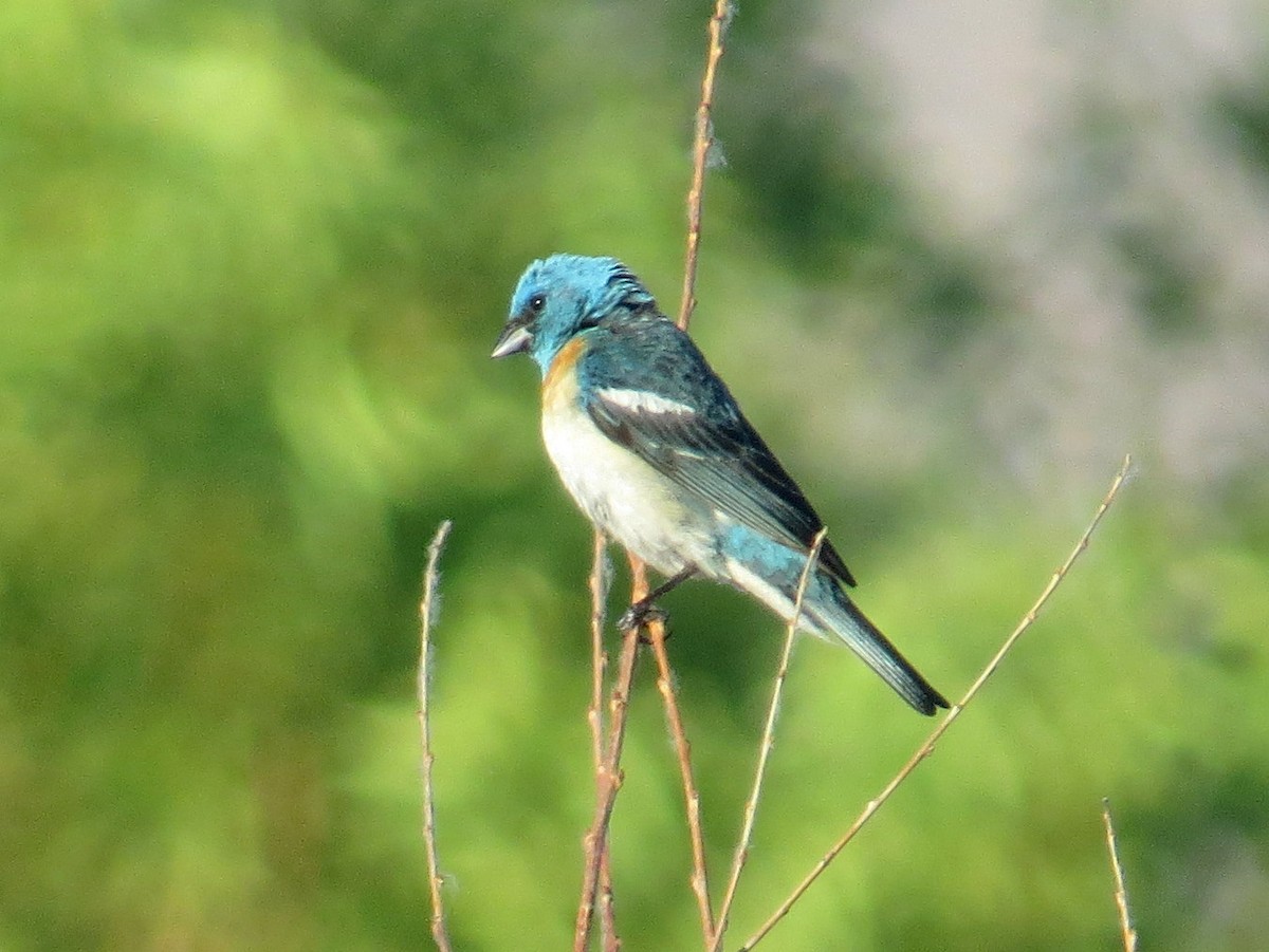 Lazuli Bunting - ML467438061