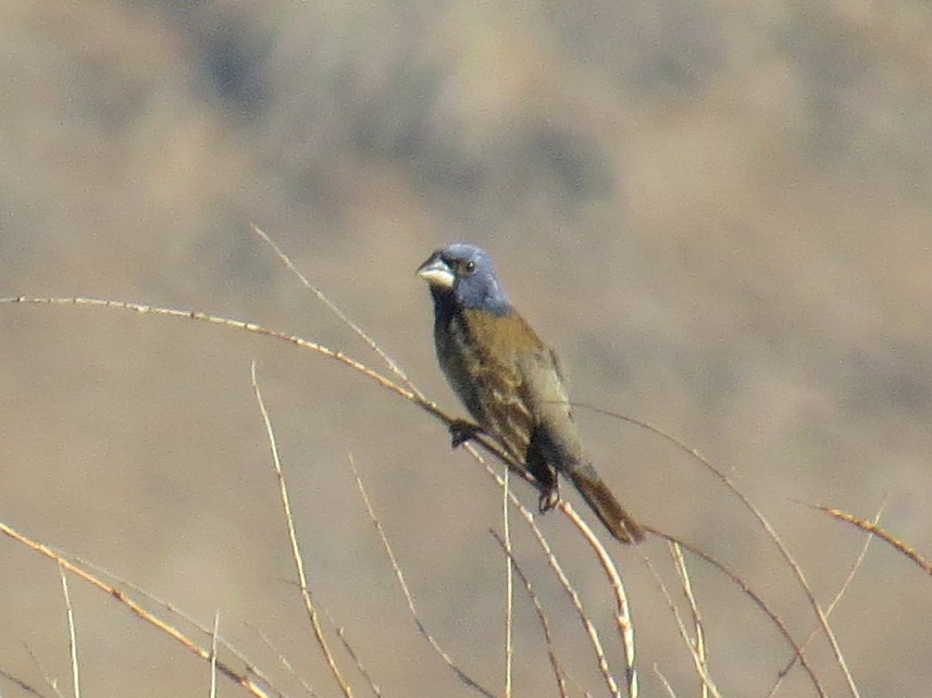 Blue Grosbeak - Sergey Pavlov