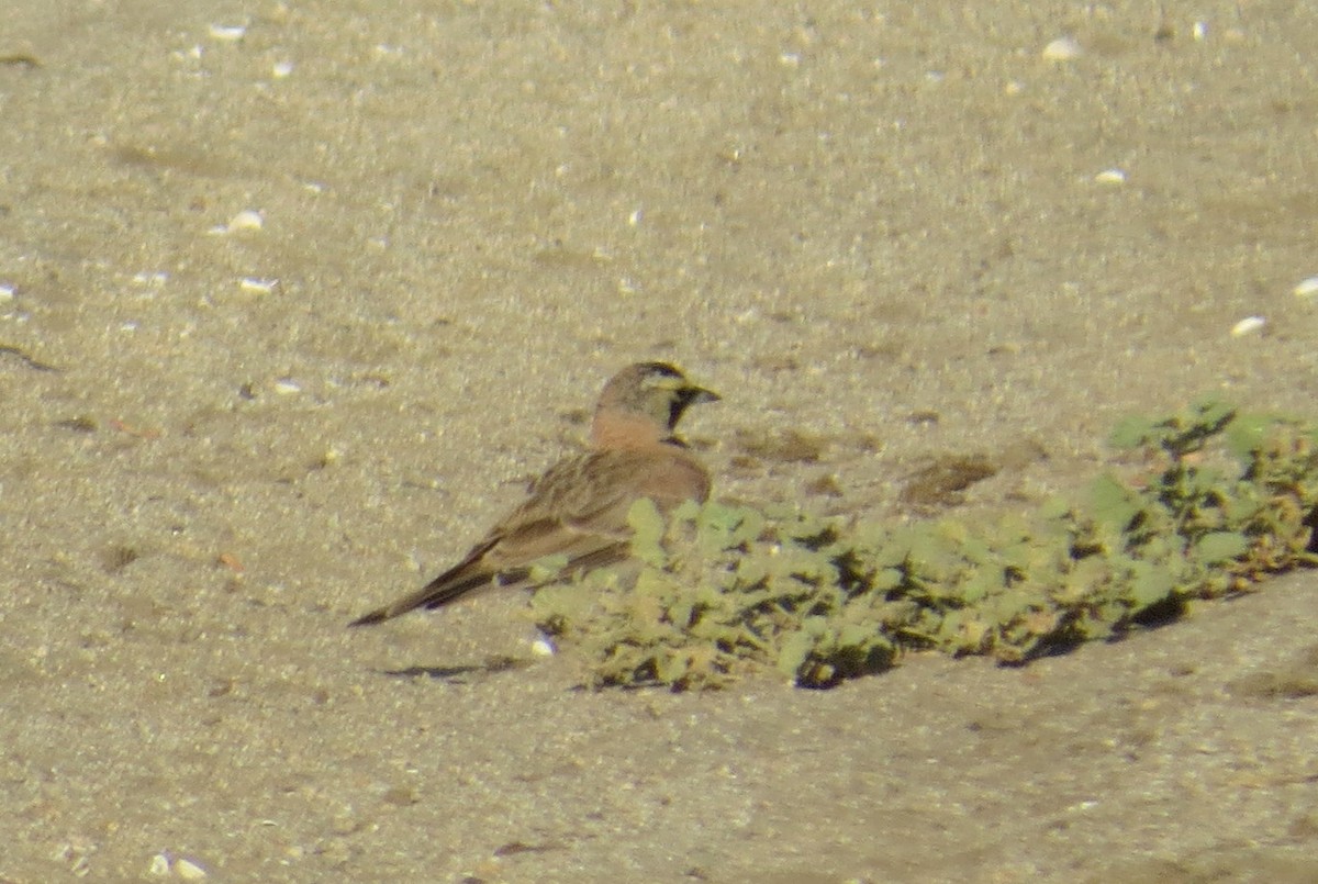 Horned Lark - ML467438131