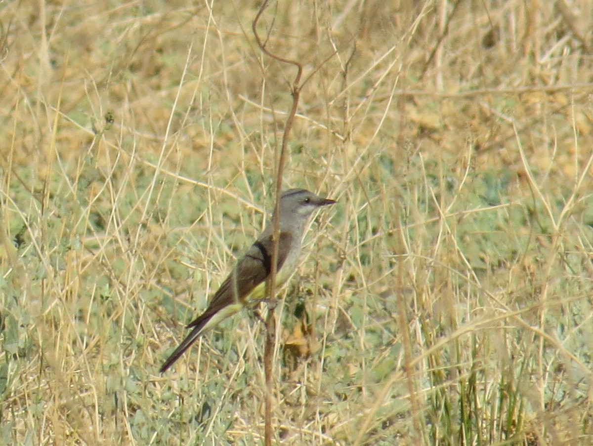 Western Kingbird - ML467438141