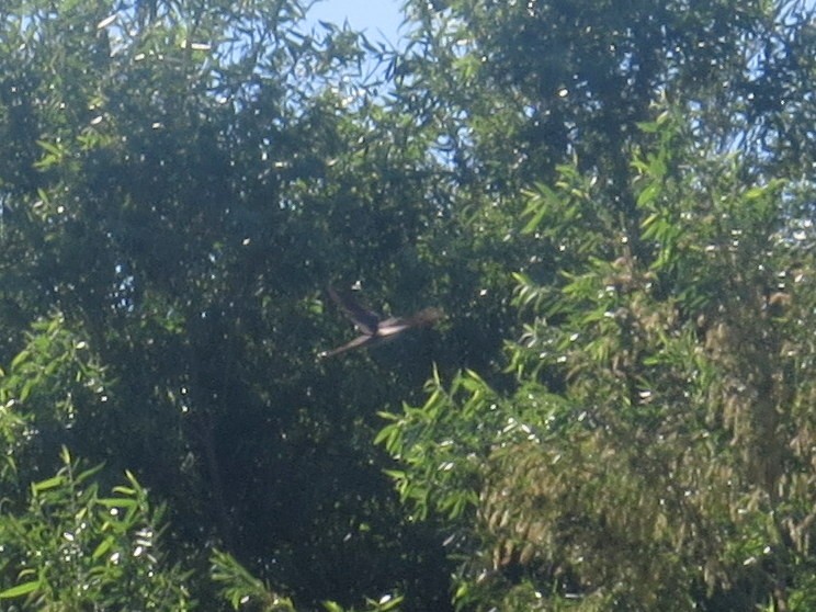 Yellow-billed Cuckoo - ML467438151