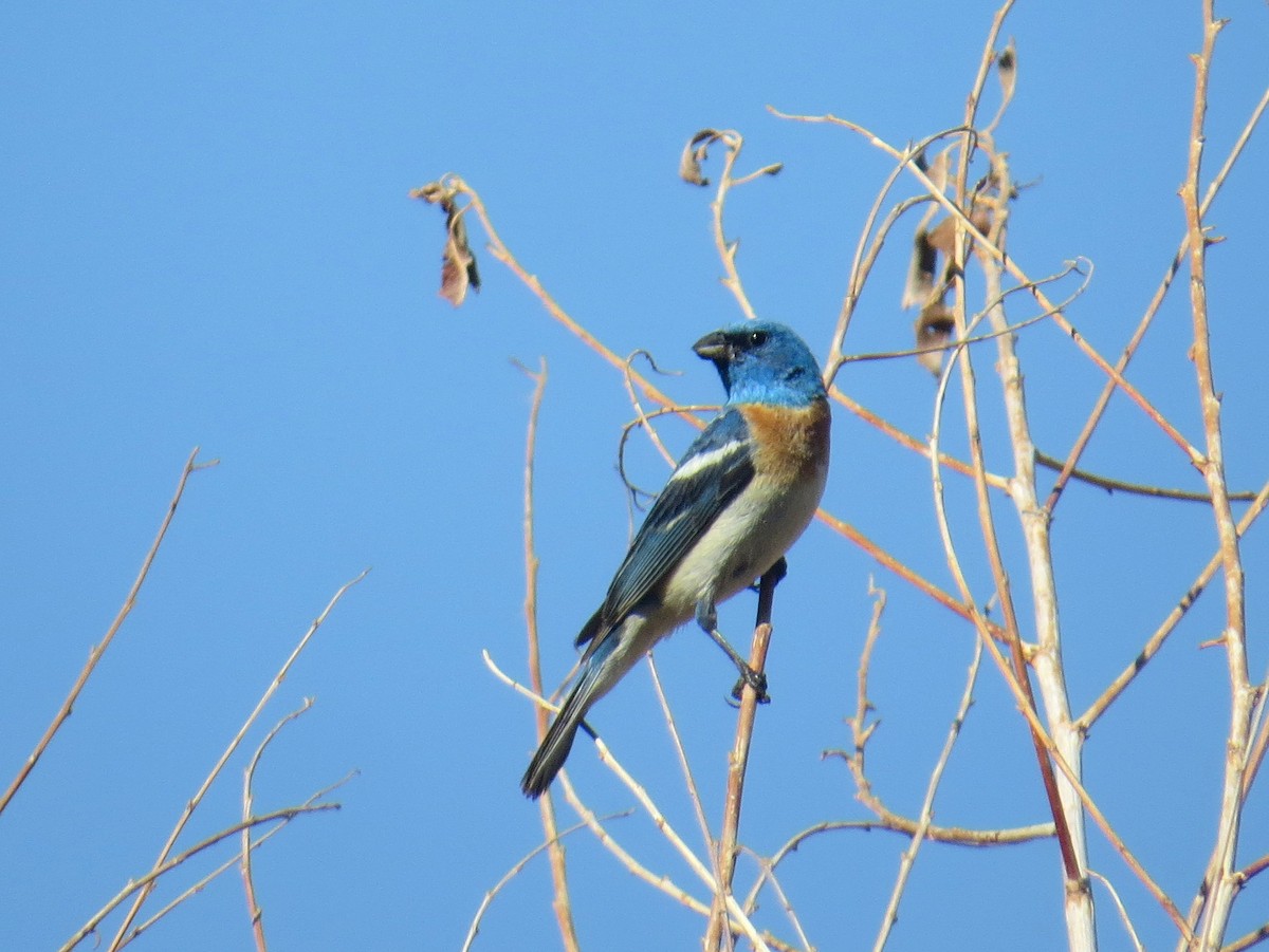 Lazuli Bunting - ML467438161