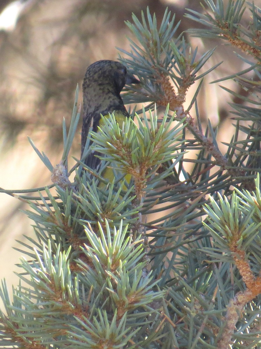 Scott's Oriole - ML467438261