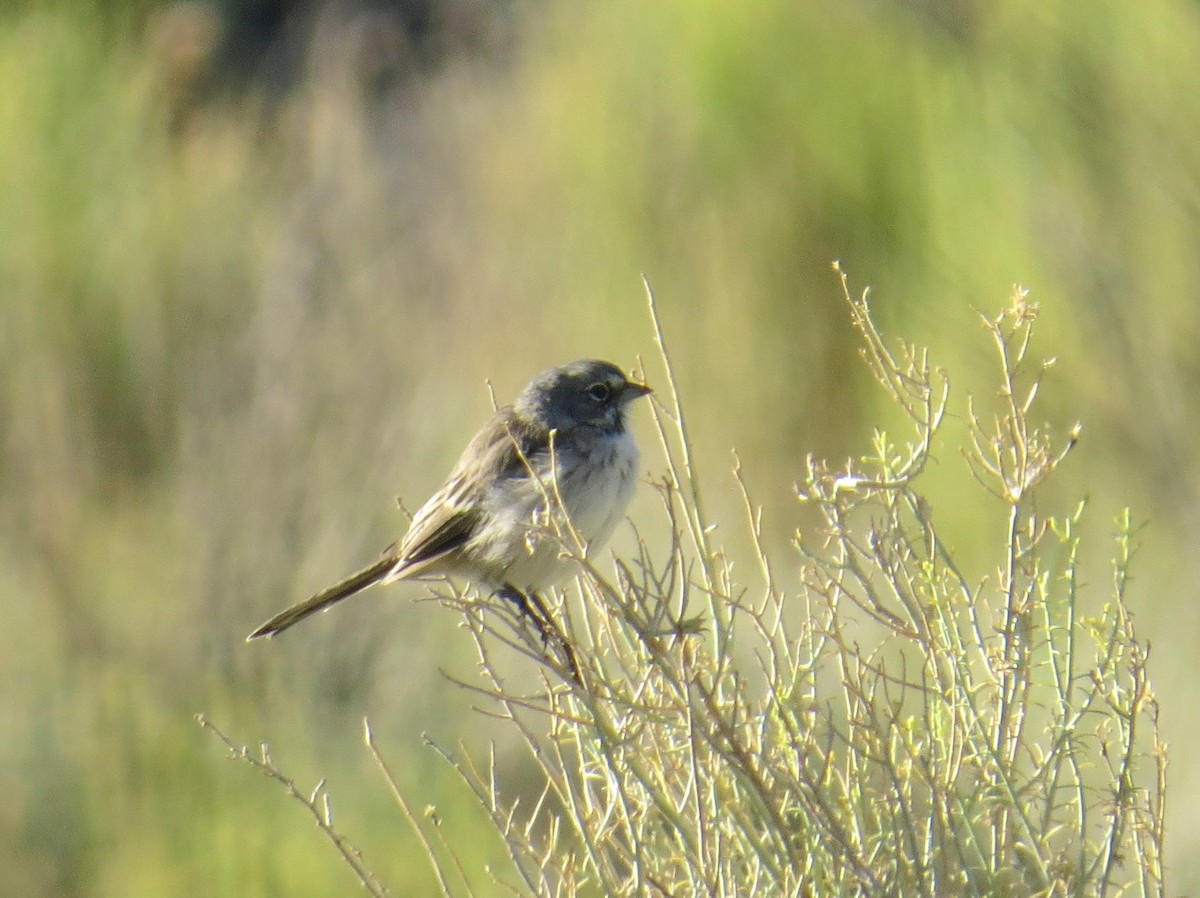 Bell's Sparrow (canescens) - Sergey Pavlov