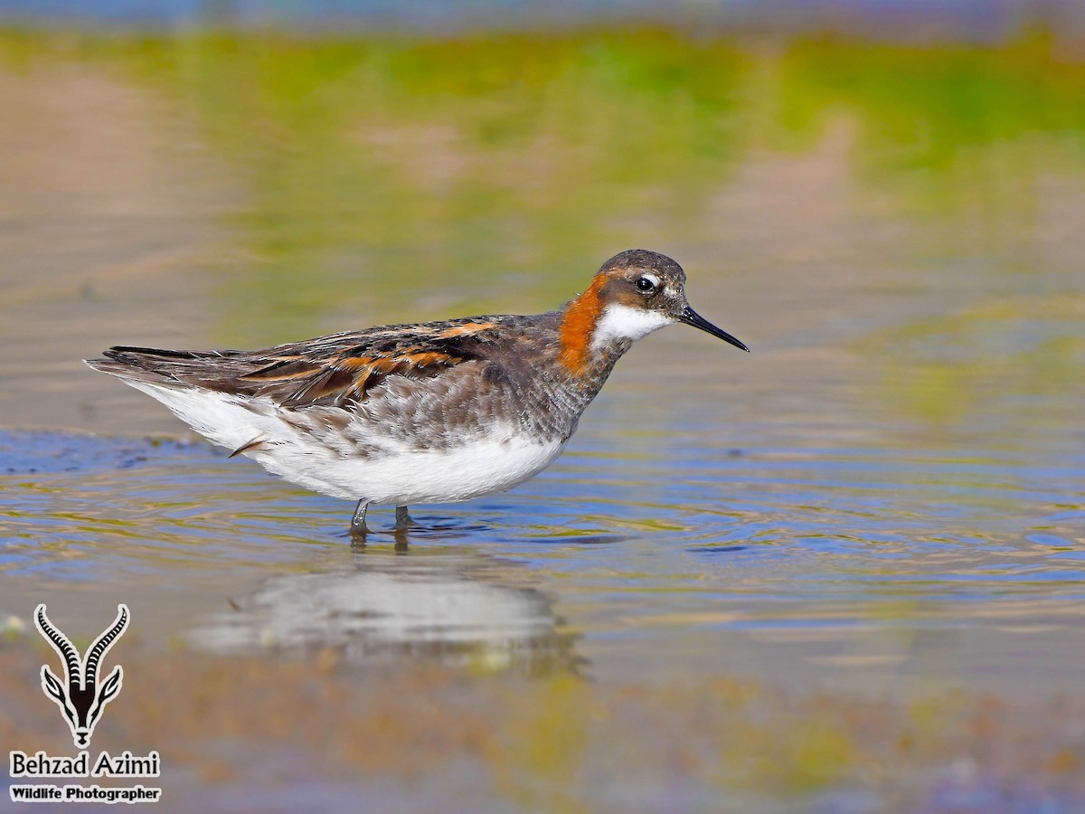 Red-necked Phalarope - ML467438601