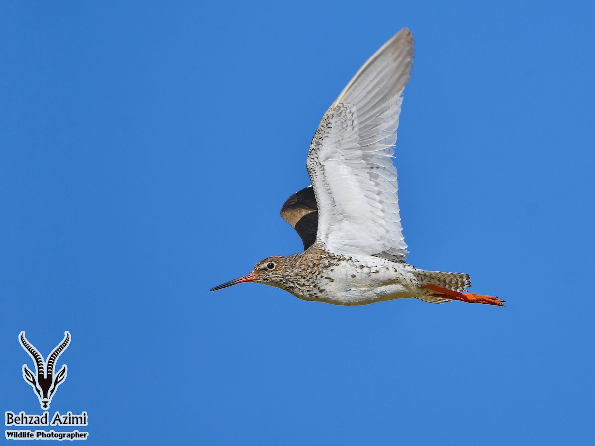 Common Redshank - behzad azimi