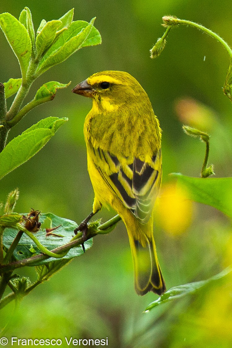 Brimstone Canary - ML467439941