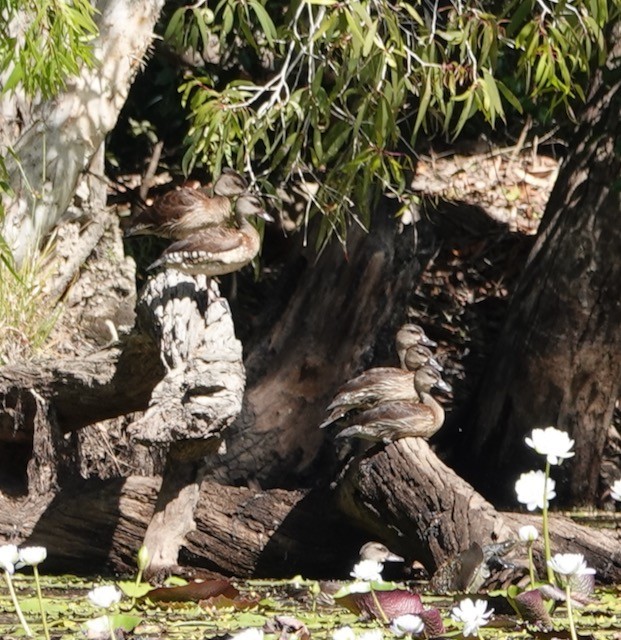 Spotted Whistling-Duck - ML467440081