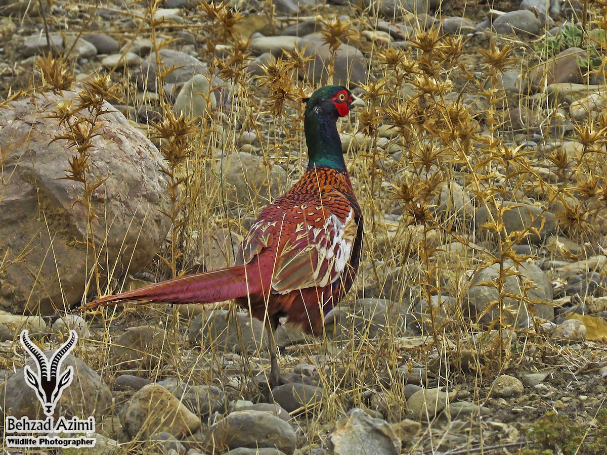 Ring-necked Pheasant - ML467440781