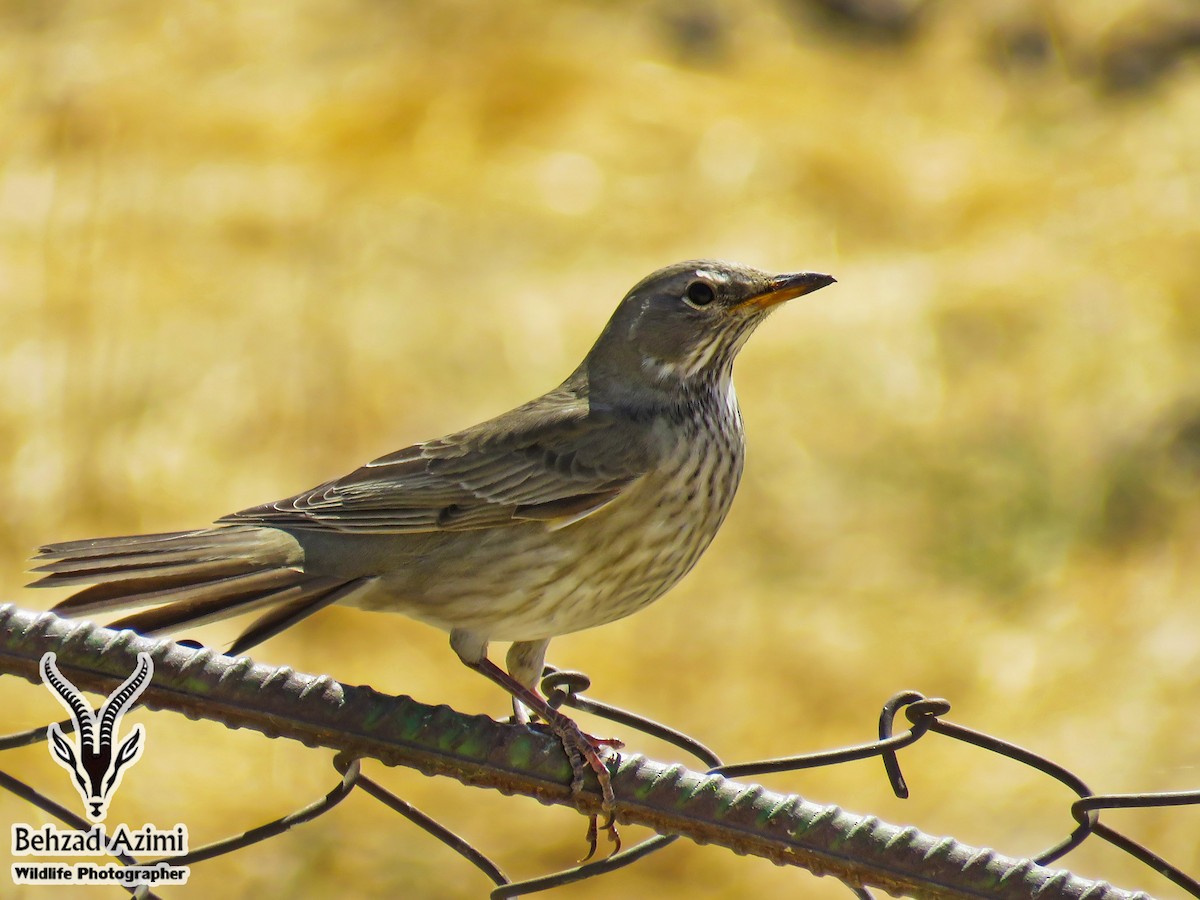 Black-throated Thrush - ML467440811