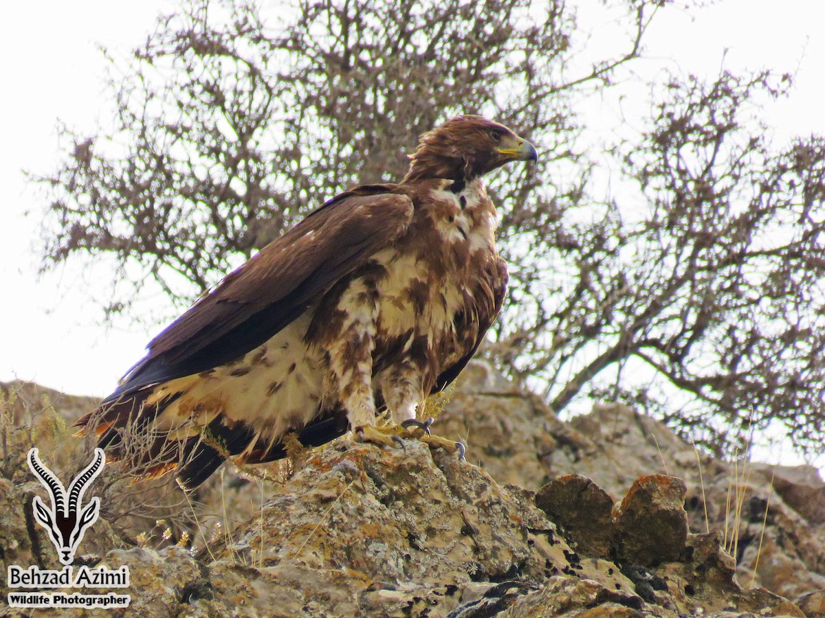 Águila Real - ML467441151