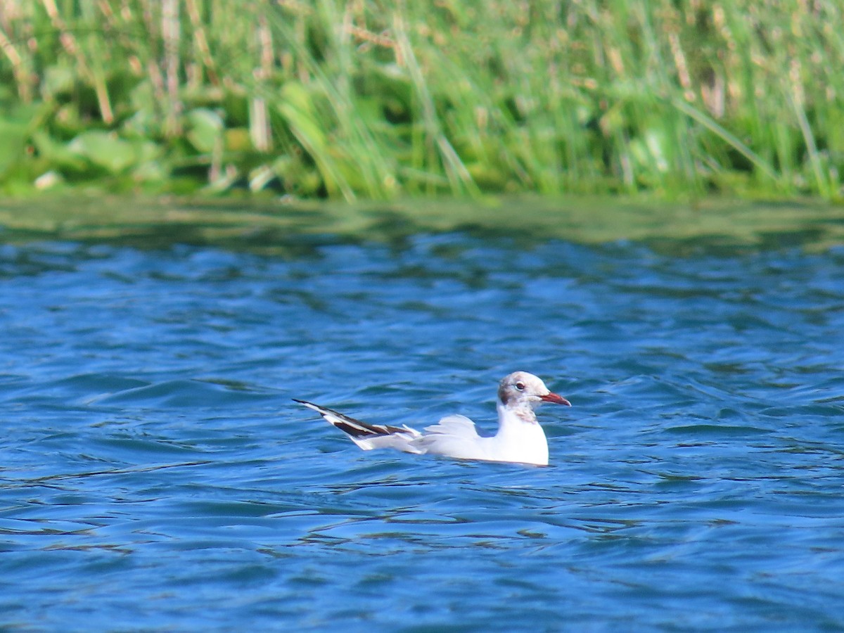 Black-headed Gull - ML467441341