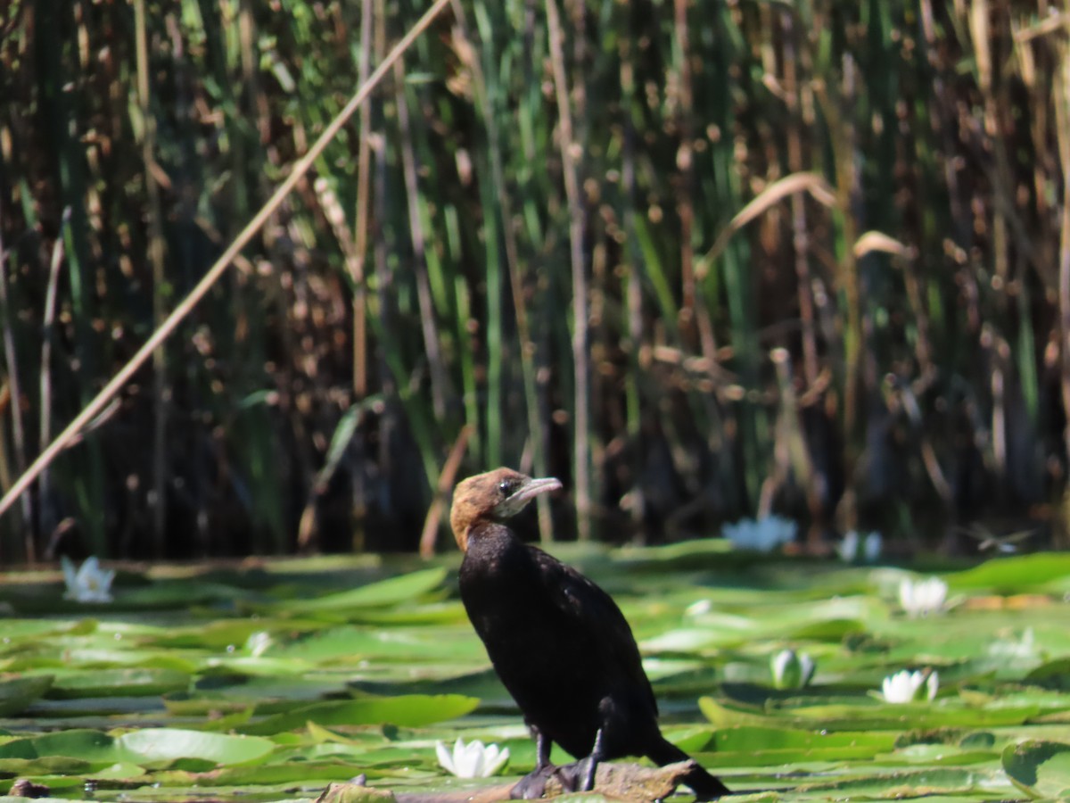 Pygmy Cormorant - ML467441401