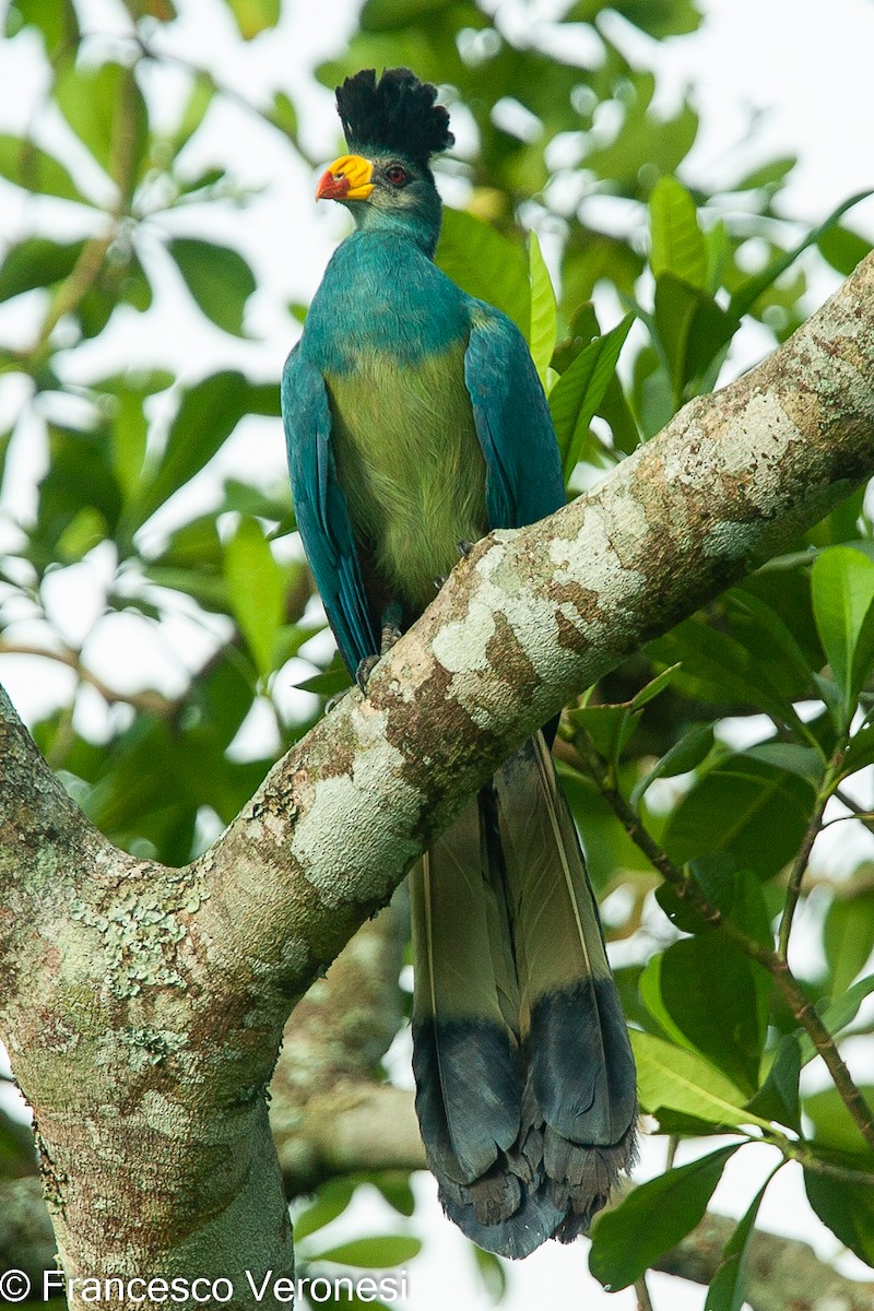 Great Blue Turaco - ML467441571