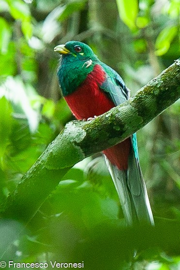 trogon africký - ML467441581