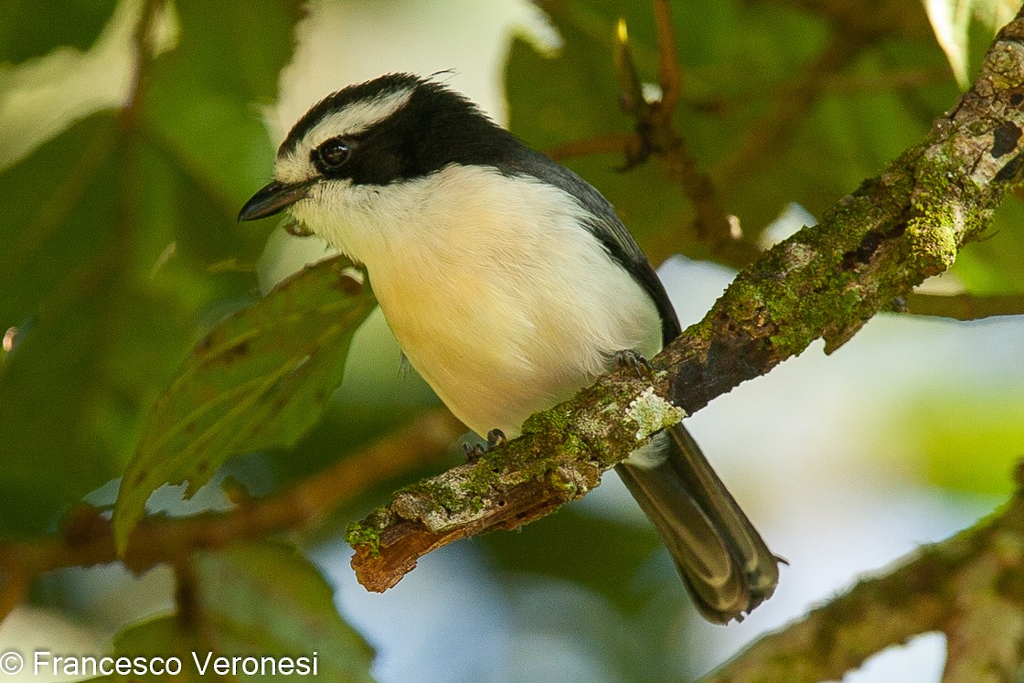 Gray-green Bushshrike - ML467441591